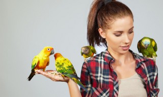 怎么喂养牡丹鹦鹉（牡丹鹦鹉怎么养?看完这个就明白）