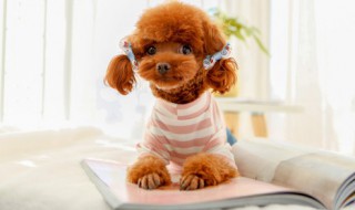 如何增加爱犬饮食中的纤维含量(狗狗吃什么纤维含量高)