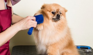 如何阻止狗啃食泥土 狗狗啃泥土