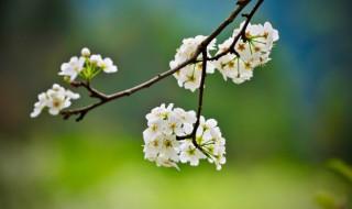 春季外出旅游要注意的事项 春季外出游玩时注意什么