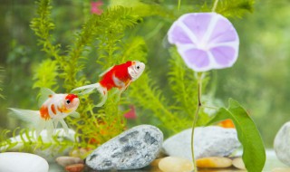 娃娃鱼怎么养家里才会养得好 娃娃鱼如何在家养