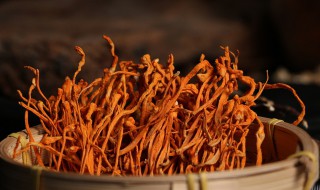 虫草花小孩可以吃吗 小母鸡炖虫草花小孩可以吃吗