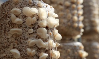 白色木耳的功效与作用 白木耳的功效与作用白木耳图片