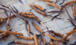 虫草的作用和功效（天狮虫草的作用和功效）