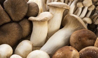 巴西菇的种植 巴西菇的种植技术
