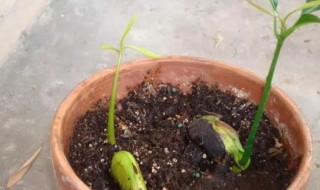 芒果怎么种子怎么种（芒果怎么种子怎么种法）