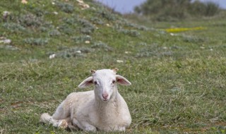 三阳开泰指的是什么动物为什么（叁羊开泰是什么动物）