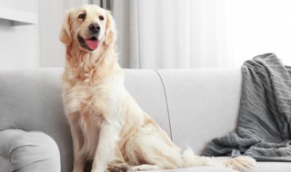 如何疏通狗的肛门腺 怎么清理狗的肛门腺