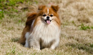 如何给狗清理伤口(狗受伤用什么清洗伤口)