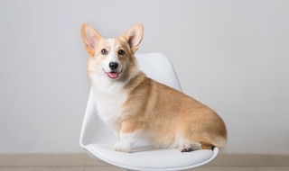 如何判断狗狗是否怀孕（怎么判断狗是否怀孕）