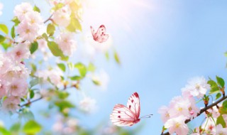 关于春天的句子10字（关于春天的句子10字以下）