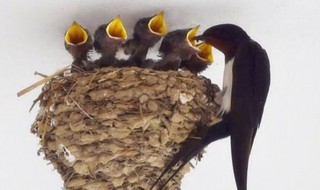 燕子在家做窝寓意什么(燕子在家做窝有什么寓意)