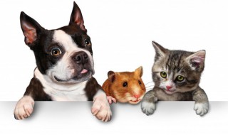 如何照顾哈巴狗（两个月大的哈巴狗要怎么照顾?）