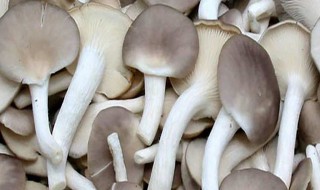 秀珍菇平菇区别 秀珍菇和平菇是同一种菇吗?