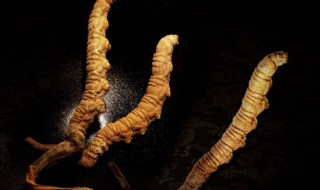 怎么鉴别冬虫夏草 怎么鉴别冬虫夏草的好坏