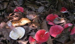 红蘑菇要怎么种植（红蘑养殖蘑菇种植）