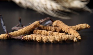 冬虫夏草可不可以泡酒 冬虫夏草能不能泡酒