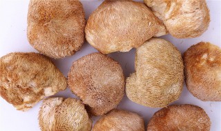 猴头菇简介（猴头菇简介50字）