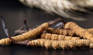 虫草养生酒有什么功效（虫草酒的好处）