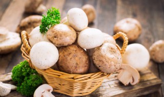 平菇发黑能不能吃 平头菇发黑了还能吃吗