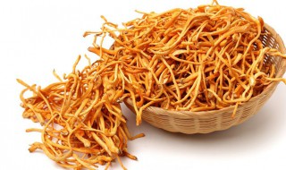 虫草花种植技术（种植虫草花的技术）