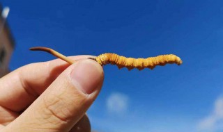 虫草的功效与主治(虫草的功效与主治癌症用多少克)