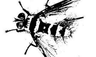 牛牤是什么 牛牤是什么小说