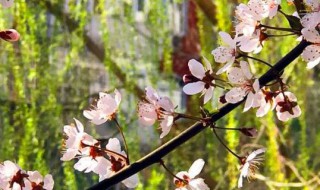 3月是什么季节 现在是什么季节3月