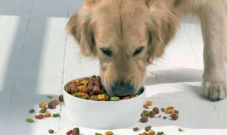 狗狗能吃山楂吗 狗狗不能吃山楂吗