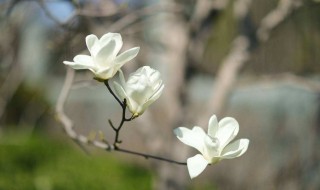 玉兰和木兰的区别（木兰花跟玉兰花的区别）