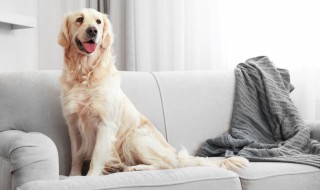 如何判断小狗在疼痛中 狗的疼痛感明显吗?