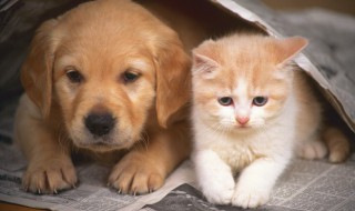 如何训练狗狗翻滚（怎样训练狗狗趴下和翻滚视频）