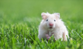 如何判断仓鼠的性别（怎样判断仓鼠的性别?）