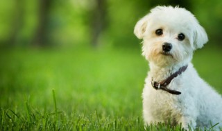 如何照顾小狗(如何照顾小狗的英语作文)