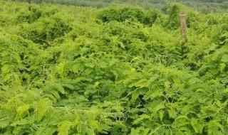 相思茶的功效与作用（常喝相思茶有什么功效）