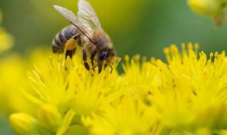 蜜蜂居住的地方叫什么 蜜蜂居住的地方叫什么请回答