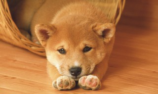 如何对狗使用苹果醋(苹果醋给狗洗澡)