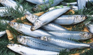 沙丁鱼不能和什么一起吃（沙丁鱼不能和什么一起吃 四大禁忌搭配）