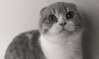 吾皇是什么品种的猫（吾皇是啥猫）