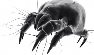 室内怎样杀虫和预防 室内杀虫用什么办法