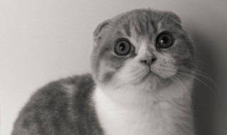 怎么让你的猫爱你(怎么让小猫非常爱你)