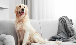 怎么改善狗狗软便的情况 狗狗软便不好吗