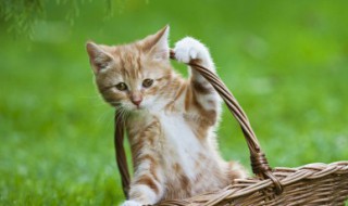 怎么防止猫咪在地毯上撒尿 猫在毯子上撒尿怎么办