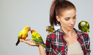 怎么教鹦鹉学说话（如何教鹦鹉学说话）