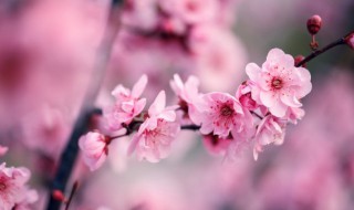 梅花什么季节开花（梅花什么季节开花时间）