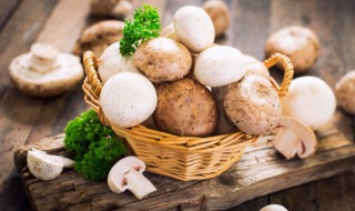 鸡腿菇长白毛还能吃吗 鸡腿菇长白色的毛还能吃吗