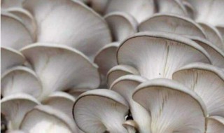 孕妇能不能吃平菇（孕妇能不能吃平菇炒鸡蛋）