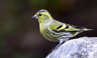 金丝雀如何驯养（金丝雀的饲养和繁殖）