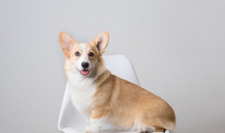 怎么给狗狗的趾甲床止血 剪狗狗的脚趾甲血止不住