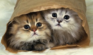 怎么照顾刚出生的小猫 怎么照顾刚出生的小猫和母猫